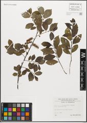 Foto von Salix myrsinifolia Salisb.